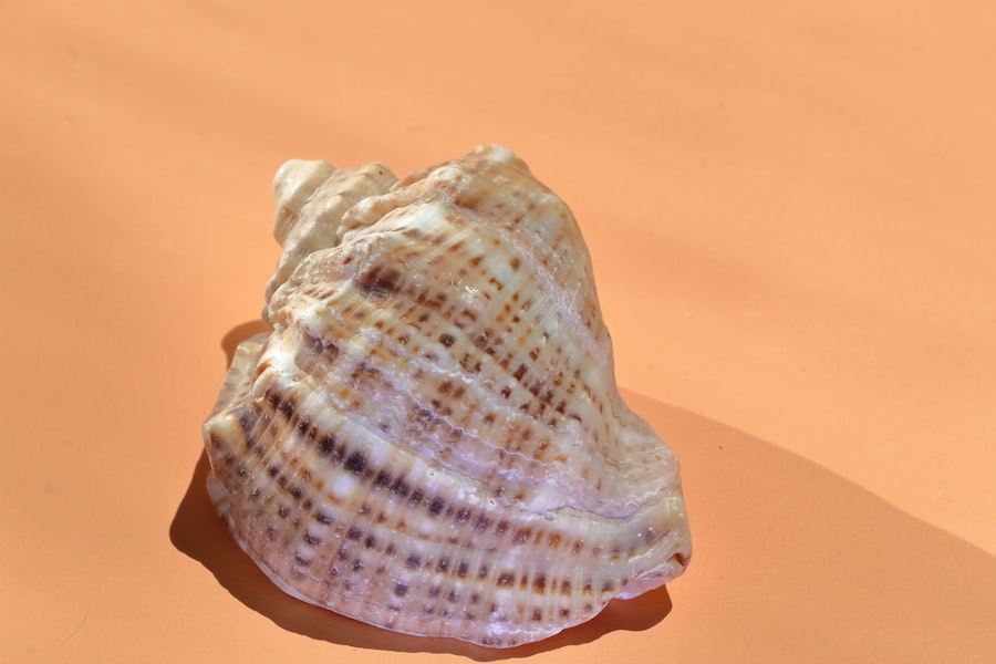 Shell corporation scam