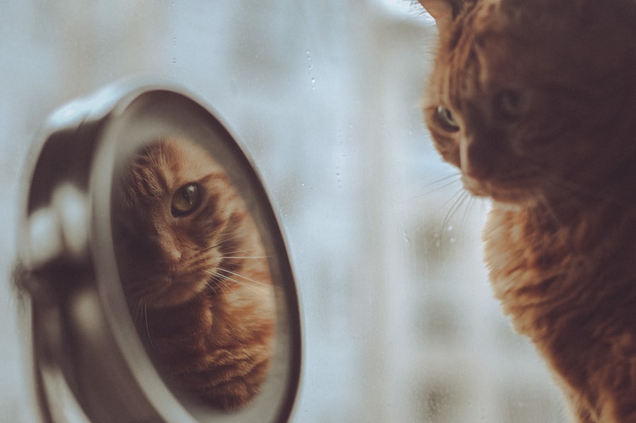 narcissist