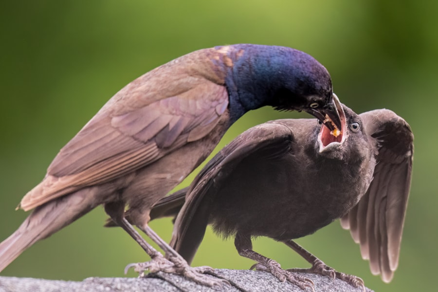 sibling rivalry
