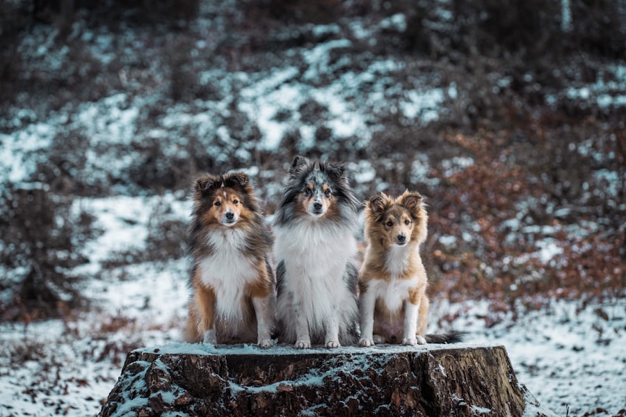 Photo family betrayal