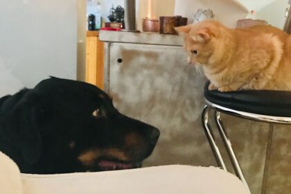 Photo betrayal