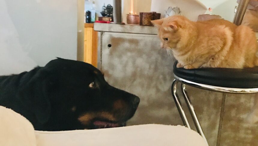 Photo betrayal