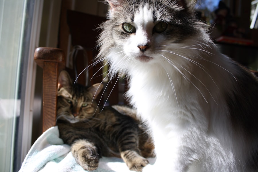 Photo sibling rivalry