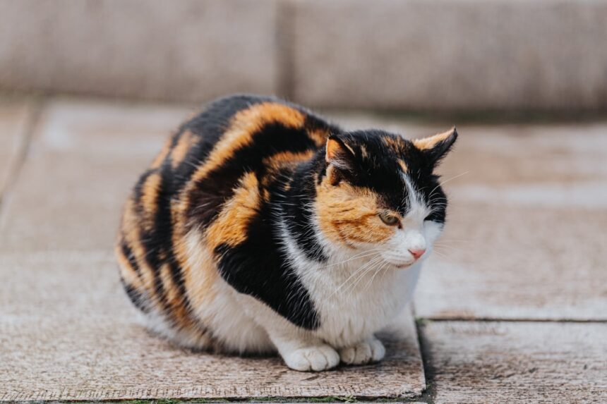Photo betrayed
