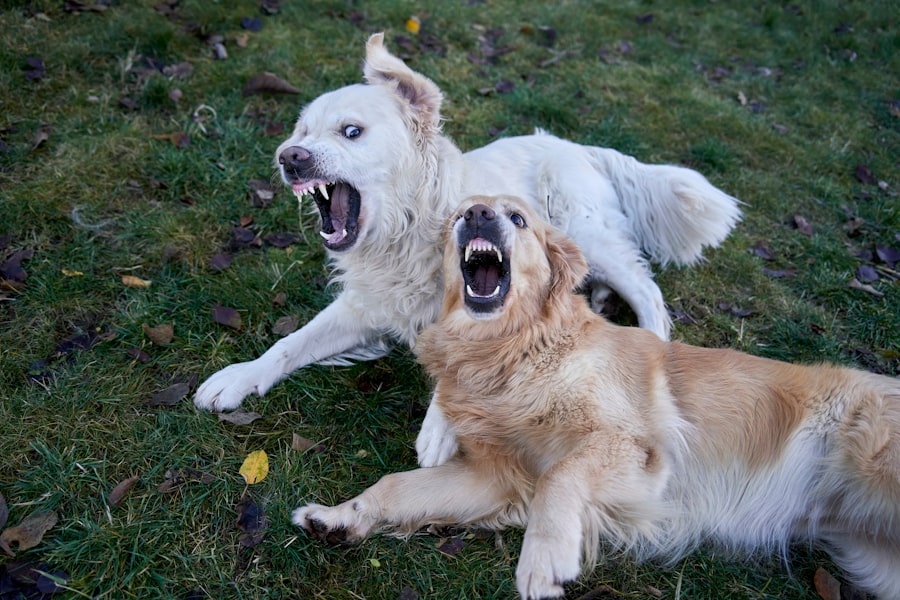Photo sibling rivalry