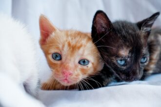 Photo sibling