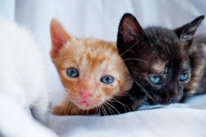 Photo sibling