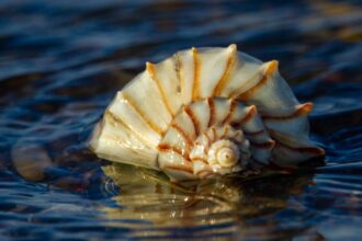 Photo Shell corporation scam
