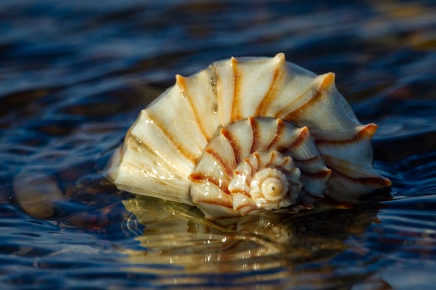 Photo Shell corporation scam
