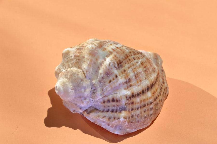 Photo Shell corporation scam