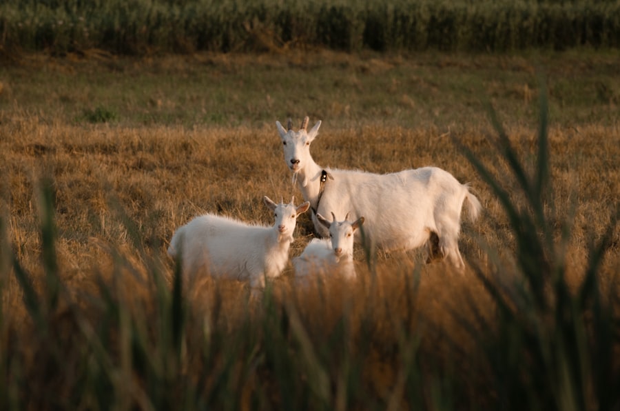 Photo family farm