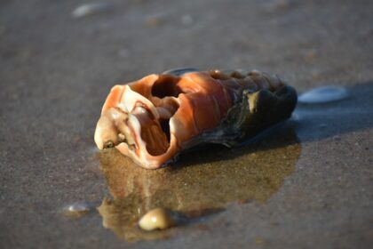 Photo shell company scam