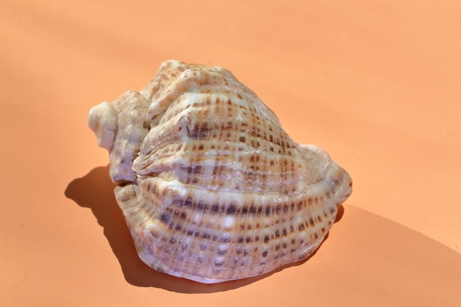 Photo shell company scam