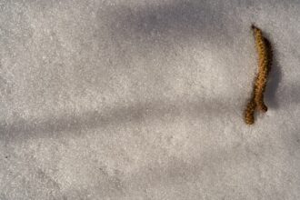 Photo sibling rivalry financial revenge