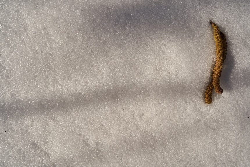 Photo sibling rivalry financial revenge