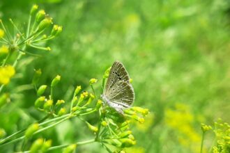 Photo family dynamics