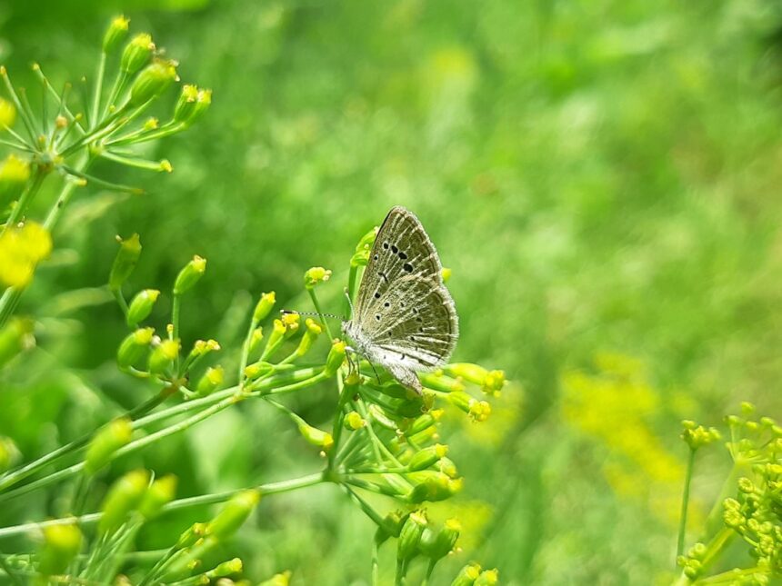 Photo family dynamics