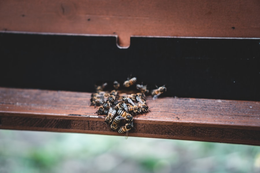 Photo Honey token escrow fraud trap