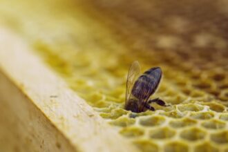 Photo Honey token escrow fraud trap