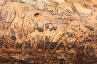 Photo forged signature