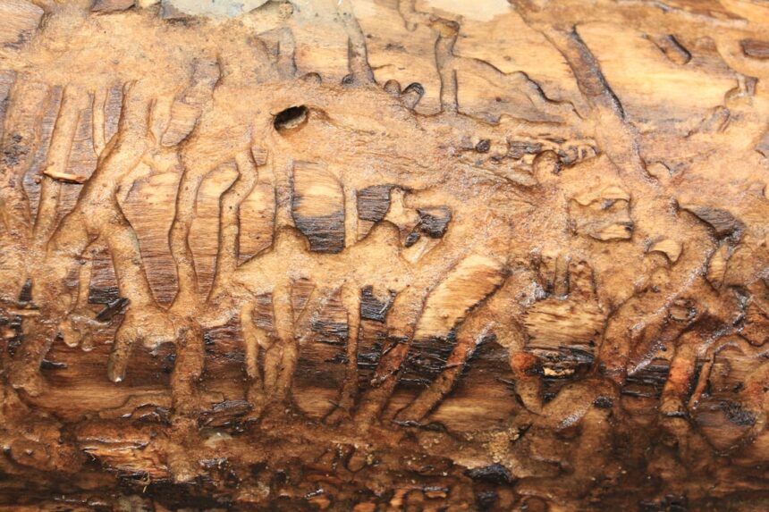 Photo forged signature