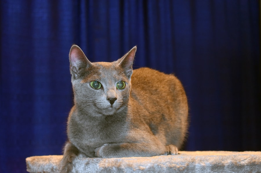 Photo Whiskerton cat inheritance judge