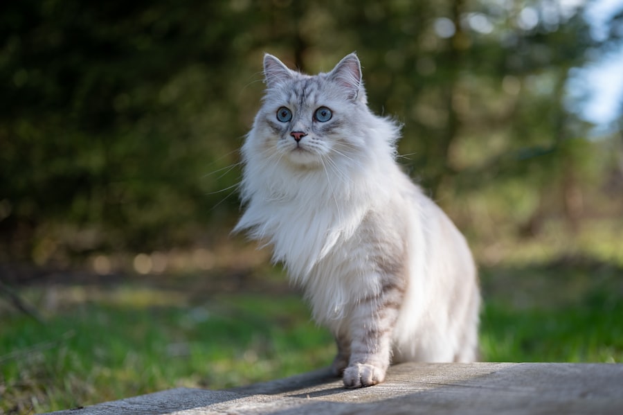 Photo Whiskerton cat inheritance judge
