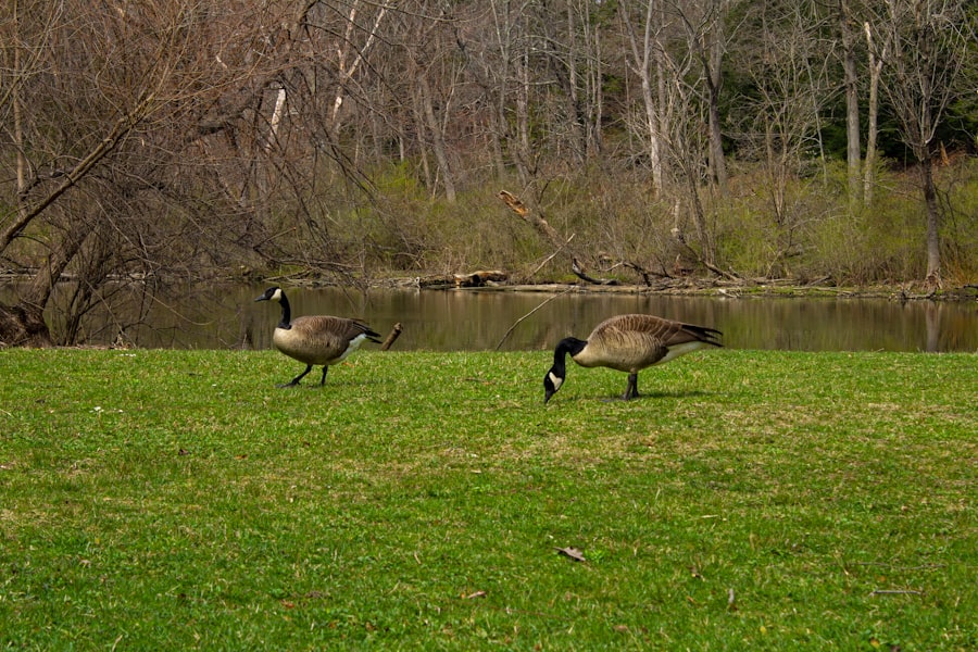 geese attack