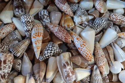 Photo shell company schemes