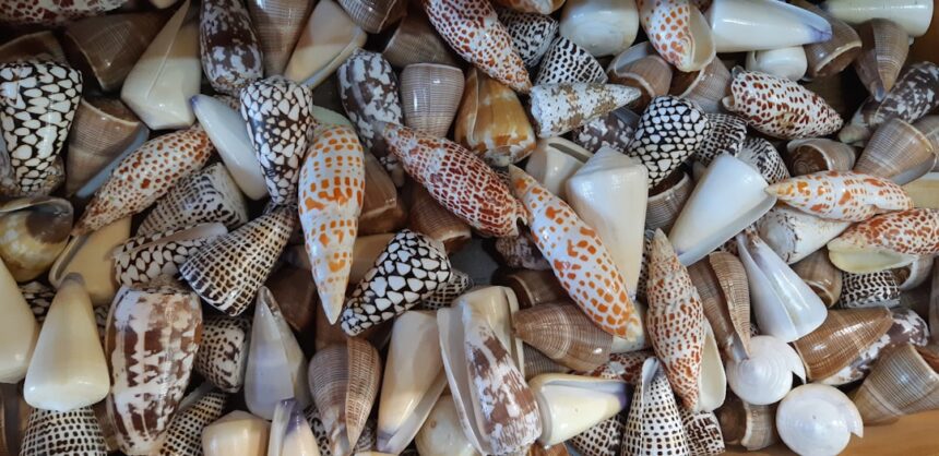 Photo shell company schemes