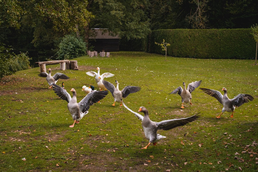 Photo geese attack