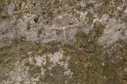 Photo forged signature