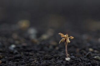 Photo influencer seeding