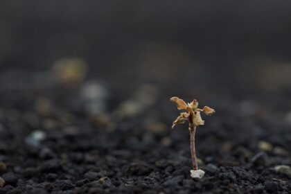 Photo influencer seeding