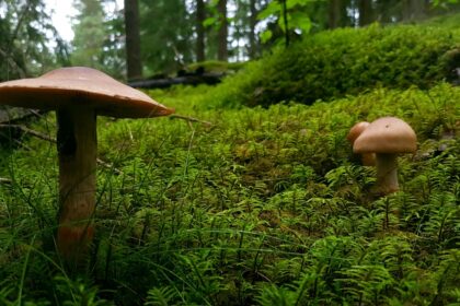 Photo family secrets