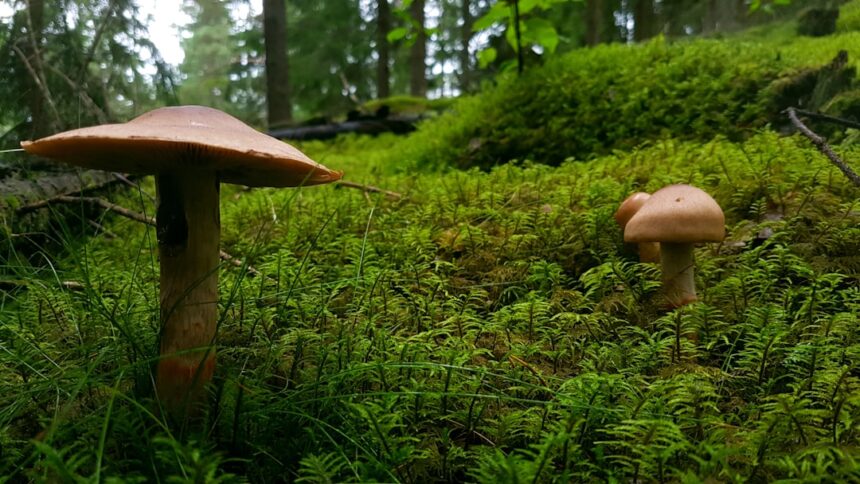 Photo family secrets