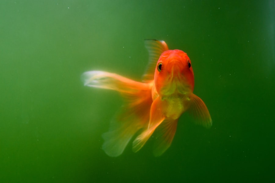 Photo goldfish watermark forensic story