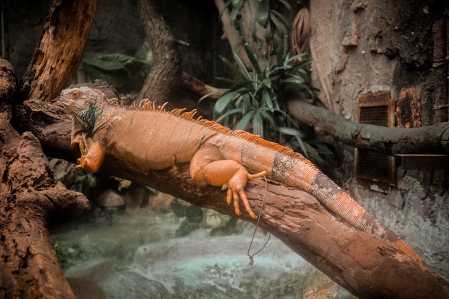 Photo neanderthal extinction