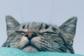 Photo sleep optimized