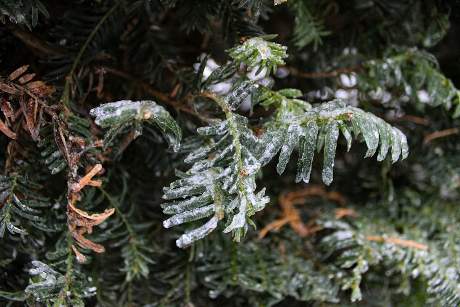 freeze