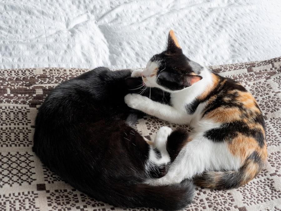 catch sibling