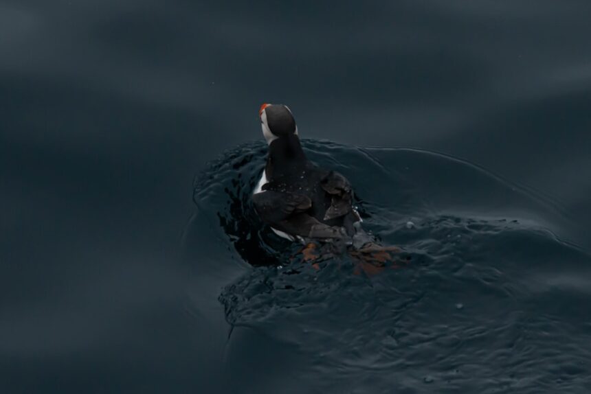 Photo clawbacks