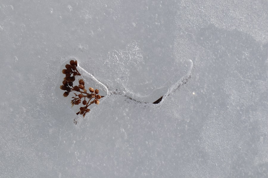 Photo freeze