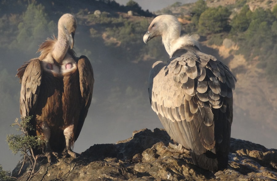 vulture family members