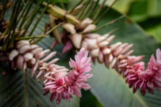 Photo 50th birthday party