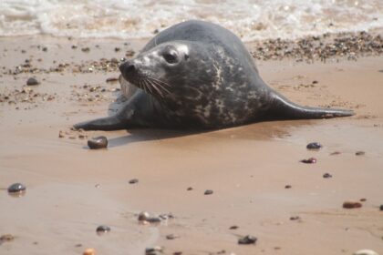 Photo notary seal