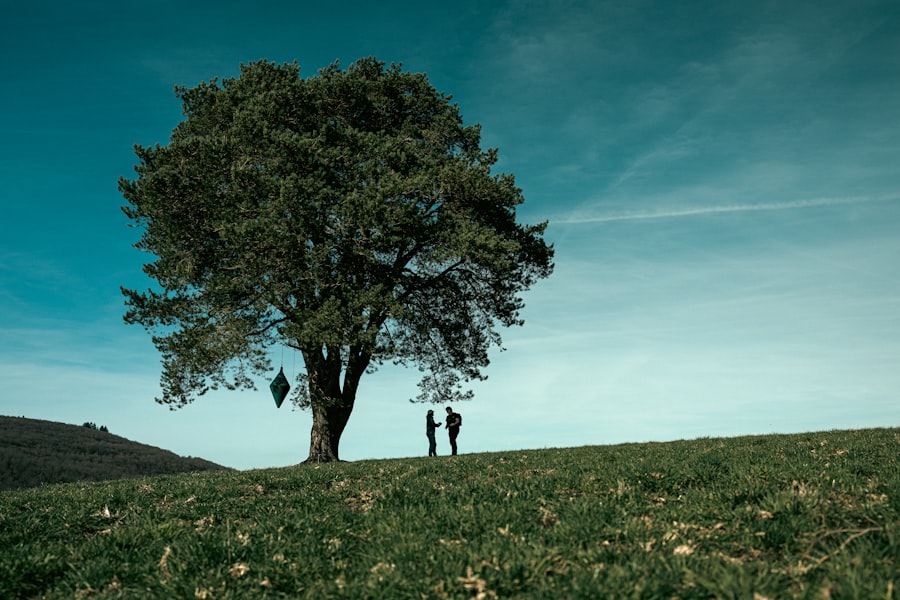 Photo family tree story