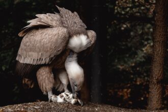 Photo vulture family members