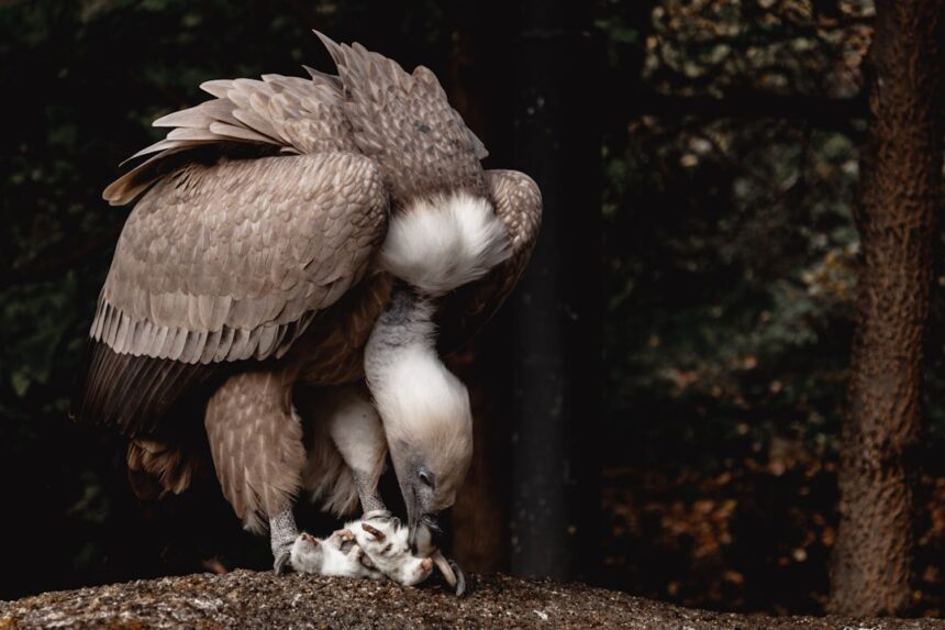 Photo vulture family members