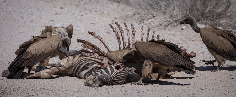 Photo vulture family members